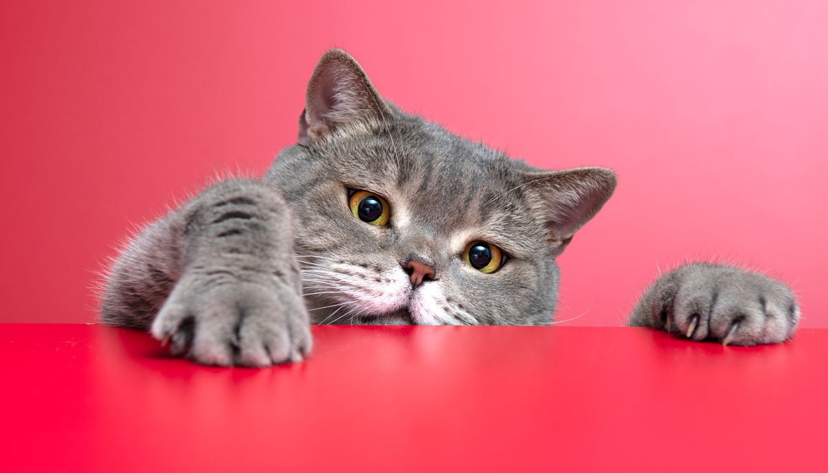 Kediler insanlar kandryor mu? Kedi beyni hakkndaki tm gizemler!