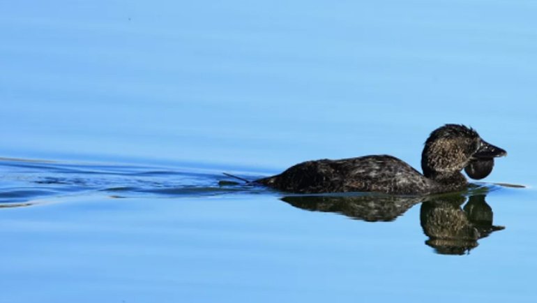 Küfür Eden Ördek Olur mu? Konu Bu Ördek Olunca, Cevap Evet Oluyor!